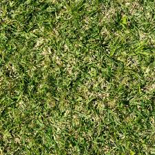 An overseeded lawn prevents crabgrass from germinating, thus controlling it a lot more effectively. How To Revive St Augustine Grass This Old House