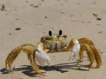 What time do the ghost crabs come out Myrtle Beach?