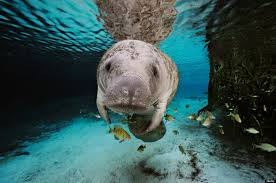 Baby names in tamil culture are mostly connected to light and god. What You Didn T Know About Manatees In Honor Of Manatee Awareness Month Oceana