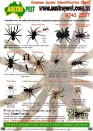 Spider Chart Nsw Australian Spiders Chart