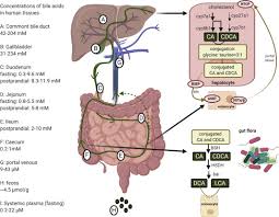 gut microbiome and bile acids in