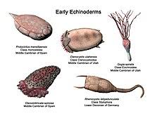Echinoderm Wikipedia