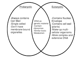 Comparison Chart Of Euokaryotic And Prokaryotic Cells