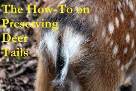 So simple even a kid can do it! Preserving Deer Tails 101