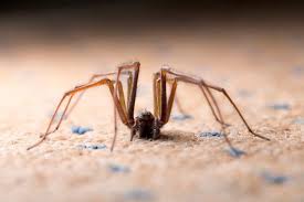 Wenn sie zu hause eine spinne finden, bedeutet dies, dass sich insekten irgendwo versteckt haben. Ameisen Spinnen Fruchtfliegen Welche Tiere Sind Bei Ihnen Zu Hause Unterwegs Immobilien Derstandard De Wirtschaft