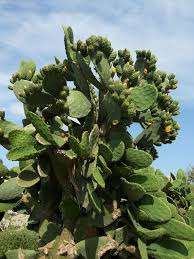 Have you ever seen this weird method of propagation? Opuntia Ficus Indica Wikipedia