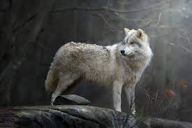 HDデスクトップ 壁紙: 動物, オオカミ, 狼ダウンロード無料画像 #512474