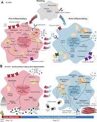 metabolism of tissue macrophages in
