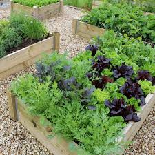 vegetable garden plans for beginners