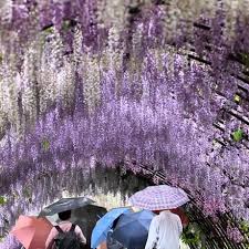 kawachi fujien wisteria garden