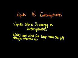 lipids in energy storage