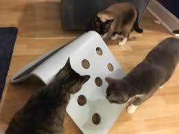 homemade puzzles food puzzles for cats