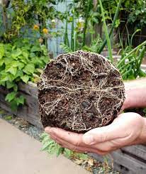 the benefits of using mycorrhizae in