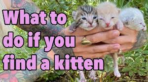 what to do if you find a kitten how