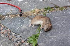 how to remove dead rodent smell how