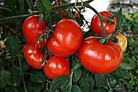 Високодобивни сортове домати , устойчиви видове домати. Fakti Za Rannite Momicheta Domati Sveti Za Otglezhdane Na Rastitelni Rasteniya Za Ranni Momicheta Yadlivi Gradini
