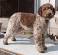 Image of Is a Lagotto Romagnolo hypoallergenic?
