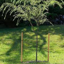 Pressure Treated Fir Round Tree Stake