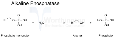 Phosphatase, Alkaline - Worthington Enzyme Manual