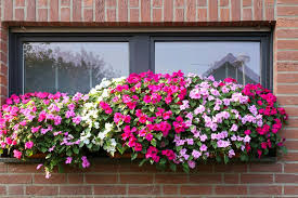 10 window box flowers for a gorgeous