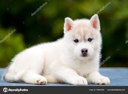 siberian husky puppy outdoors stock
