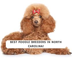 best poodle breeders in north carolina
