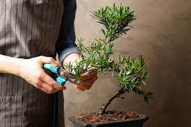 pruning bonsai 101 how to shape your
