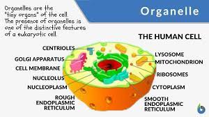 organelle definition and exles