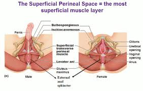 superficial transverse perineal treat