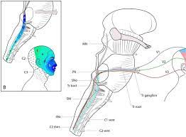 spinal trigeminal nucleus afferences