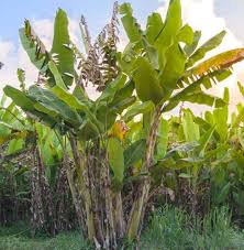 banana plant has health benefits