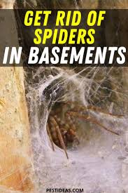 get rid of spiders in basements get