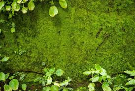 How To Grow Moss Indoors Step By Step