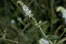 Species Profile - Mentha spicata