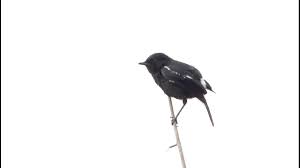 Namun, perawakan burung decu jauh lebih mungil karena panjangnya hanya sekitar 13 cm. Suara Burung Decu Di Alam Liar By Timkicau