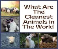 Which animal is cleanest?