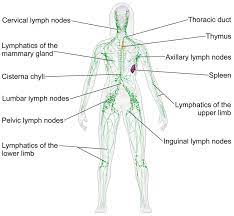 lymph node infection causes of