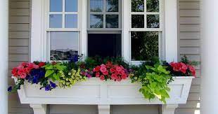 4.1 out of 5 stars. 12 Best Plants Flowers For Window Boxes Partial Sun