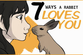 7 ways to know your rabbit loves you