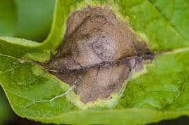 The Re Emergence Of Potato Late Blight And Pesticide Use In