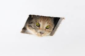 File:Eva and Franco Mattes, Ceiling Cat.jpg - Wikimedia Commons