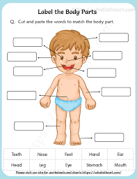 Each resource image is a direct link to the pdf file. Label The Body Parts Worksheet For Grade 2 Your Home Teacher
