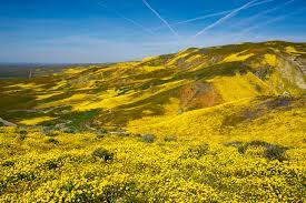 The primary purpose of the photos in this guide is to direct your attention towards interesting topics at each field trip locality. Best Places To See Southern California Wildflowers Bright Lights Of America