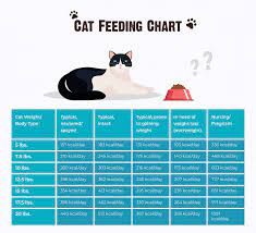how much should i feed my cat tips