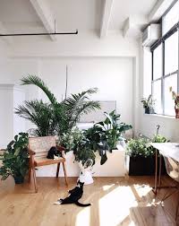 The Best Indoor Trees Leaf And Paw