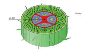 transport in the xylem of plants