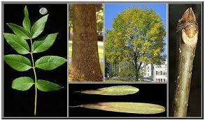 Common Ohio Tree Identification Flashcards Quizlet