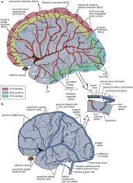 Brain Parenchyma
