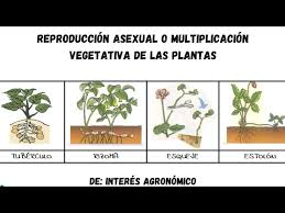 vegetativa en las plantas