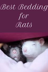 22 rats ideas rats pet rats pets